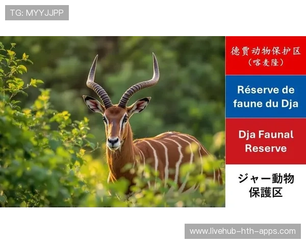 佛得角战胜喀麦隆,世界杯资格触手可及,佛得角vs喀麦隆